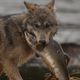 Illustration for article titled Why Is Canada's Wolf Population Splitting Into Two Groups?